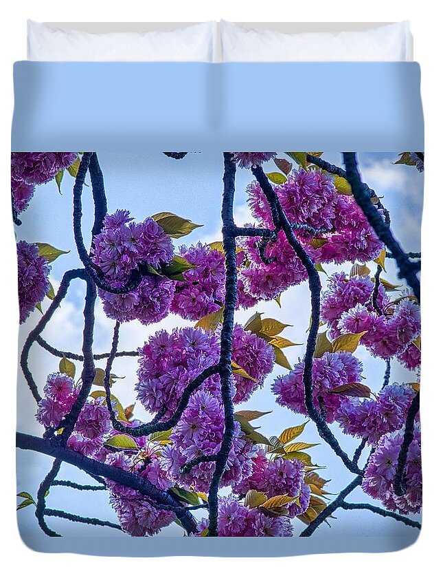 Pink Blossom Duvet Cover featuring the photograph Blossom In Regents Park by Raymond Hill