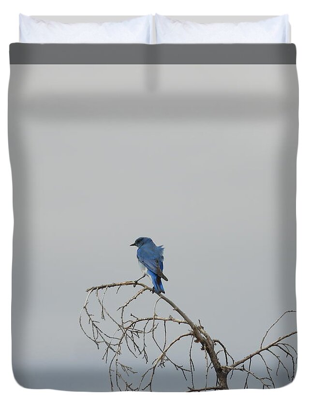 Blue Bird Duvet Cover featuring the photograph Blue Bird in the Wind 2 by Amanda R Wright