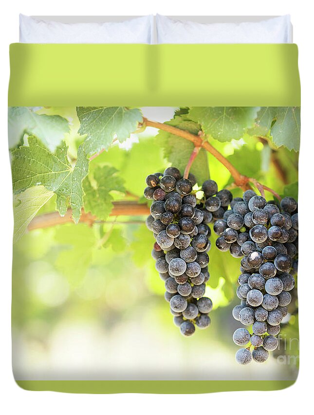 Grape Duvet Cover featuring the photograph Blue grapes in vineyard. by Jelena Jovanovic