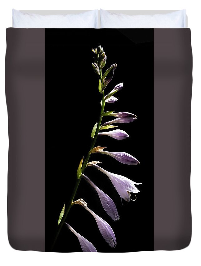 Blue Plantain Lily Duvet Cover featuring the photograph Blue Plantain Lily by Kevin Suttlehan