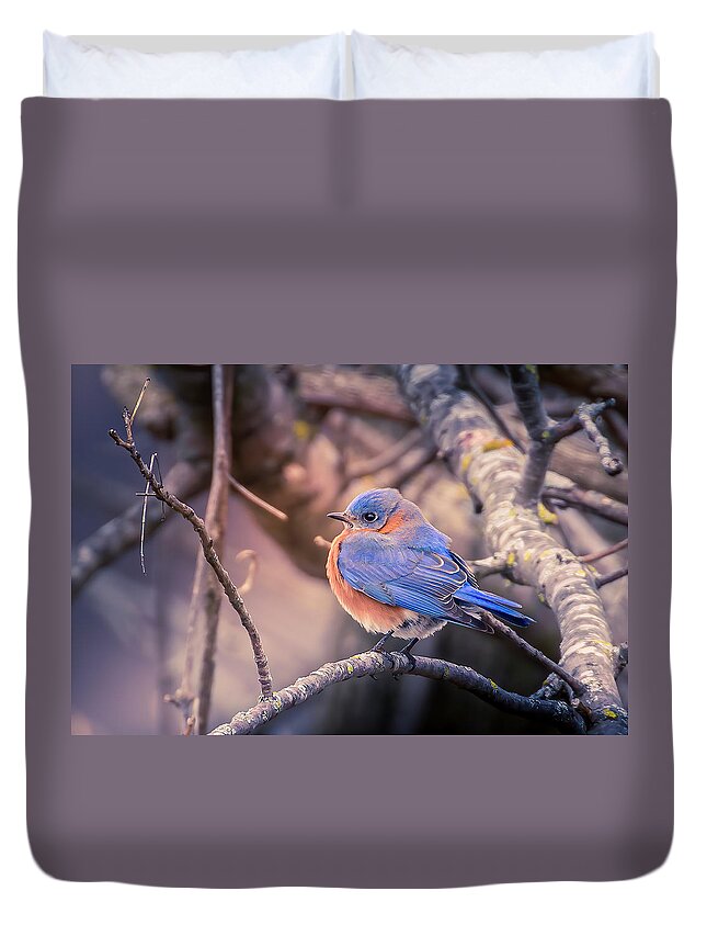 Bluebird Duvet Cover featuring the photograph Bluebird in Winter by Allin Sorenson