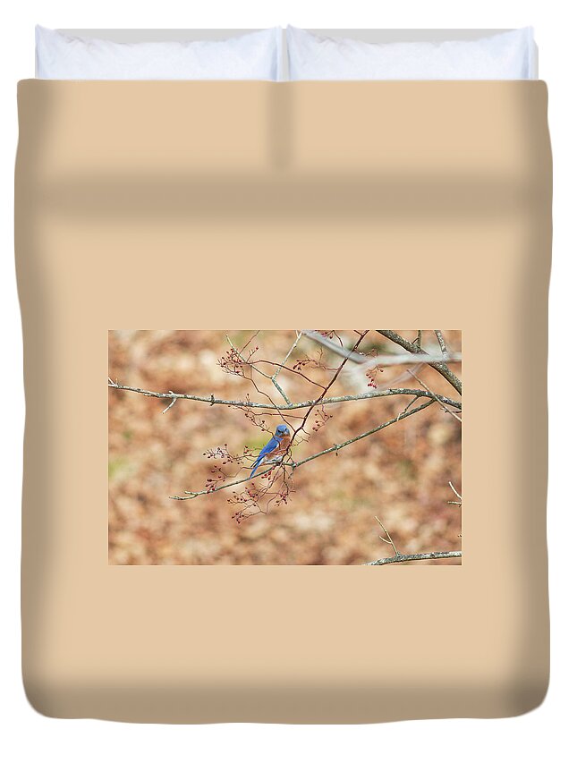 Bird Duvet Cover featuring the photograph Bluebird on a Branch by Amelia Pearn