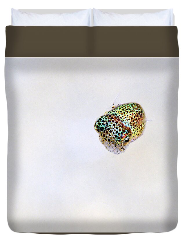 White Duvet Cover featuring the photograph Bobtail squid by Artesub