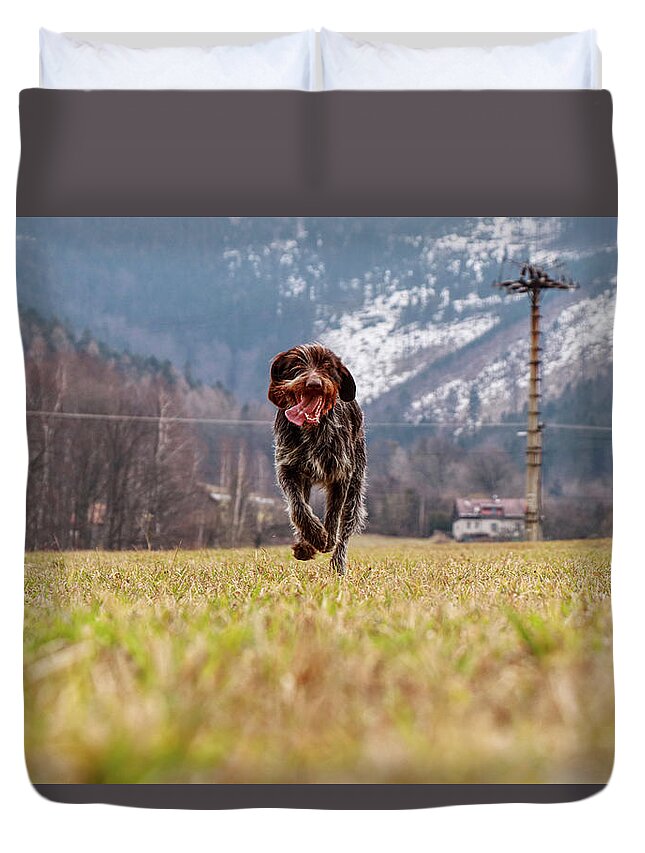 Bohemian Wire Duvet Cover featuring the photograph Bohemian Wire Haired Pointing Griffon running towards to me for some food. She jumps and runs to me for my order. by Vaclav Sonnek