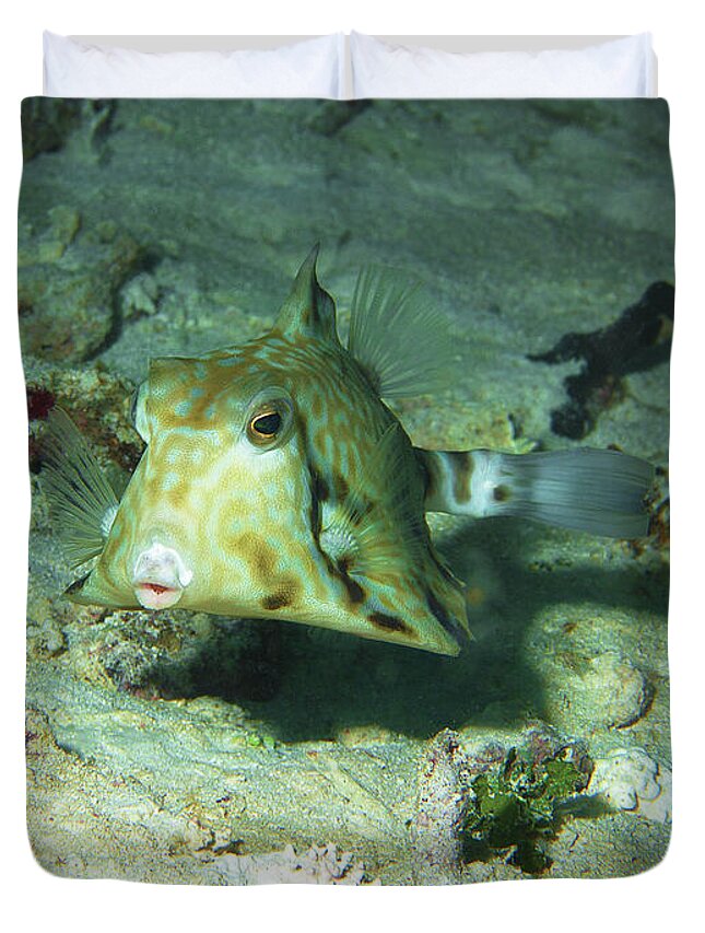 Boxfish Duvet Cover featuring the photograph Boxfish - You will love this photograph of that cute fish - by Ute Niemann