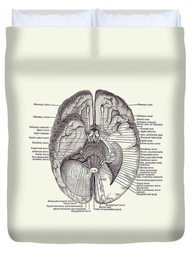 Brain Duvet Cover featuring the drawing Brain Nervous System Diagram - Vintage Anatomy 2 by Vintage Anatomy Prints