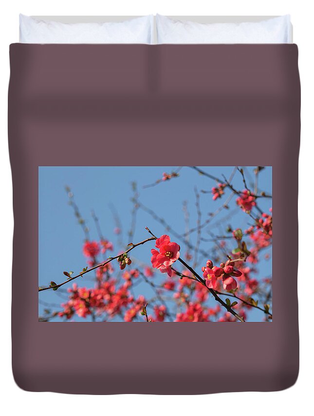 Jenny Rainbow Fine Art Photography Duvet Cover featuring the photograph Branches of Flowering Quince 1 by Jenny Rainbow