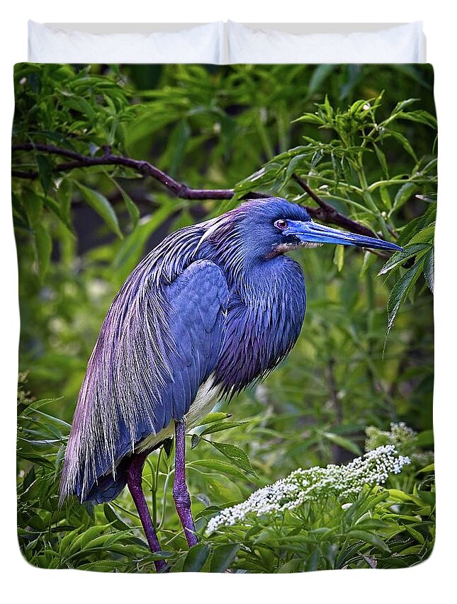 Florida Duvet Cover featuring the photograph Breeding Tri-colored Heron by Ronald Lutz