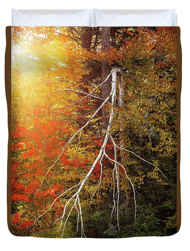 Birch Tree Duvet Cover featuring the photograph Broken Birch by Denise Kopko