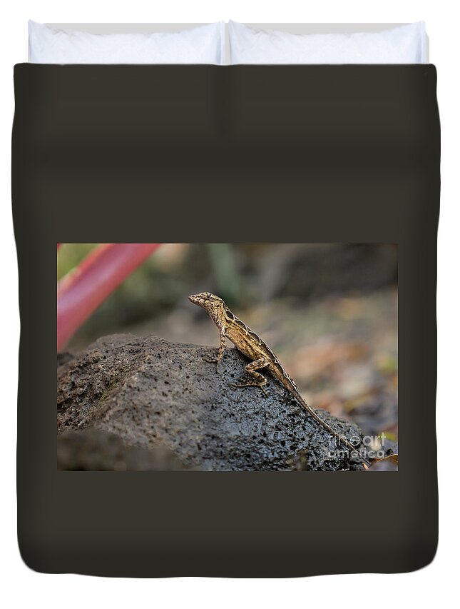 Animal Duvet Cover featuring the photograph Brown Anole Female Looking Alert by Nancy Gleason