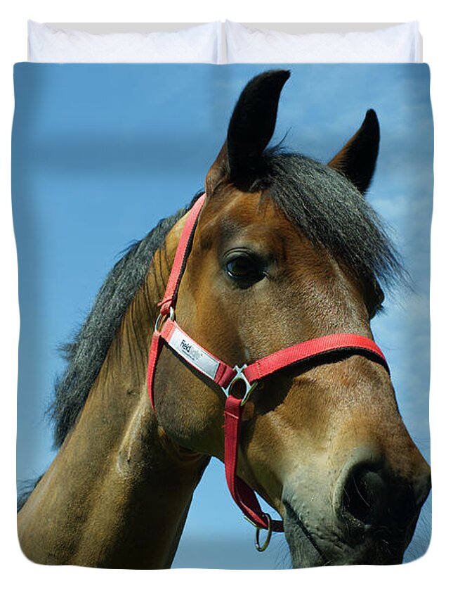 Colt Duvet Cover featuring the photograph Brown horse by Pics By Tony