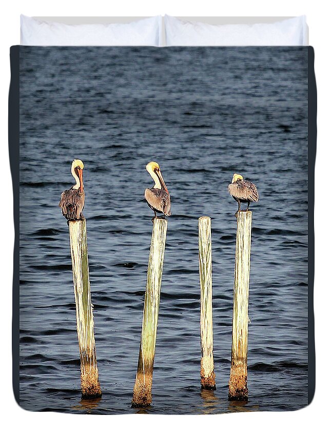 Birds Duvet Cover featuring the photograph Brown Pelicans by Robert Harris