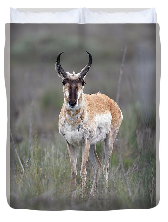Antelope Buck Duvet Cover featuring the photograph Buck Antelope Texas by Gary Langley
