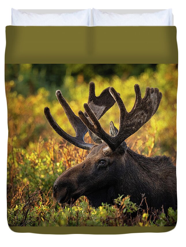 Bull Moose Duvet Cover featuring the photograph Bull Moose in the Morning Sun by Phillip Rubino