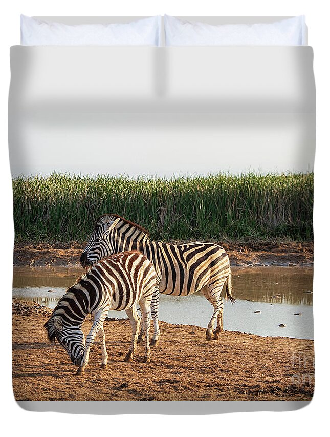 Addo Duvet Cover featuring the photograph Burchell's zebras, Addo Elephant National Park, South Africa by Patricia Hofmeester