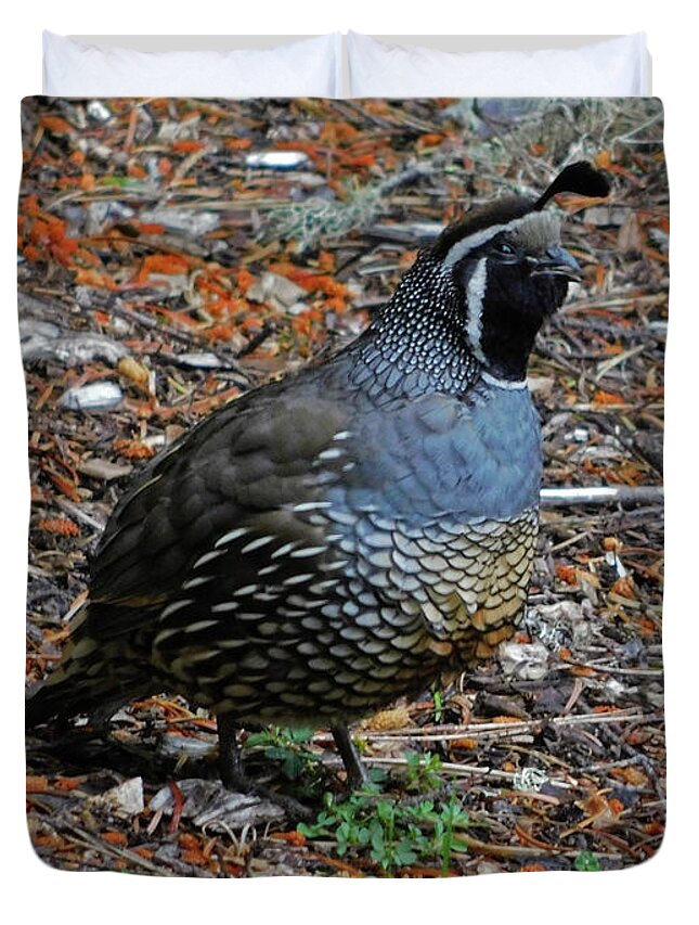 Bird Duvet Cover featuring the photograph California Quail by Carl Moore