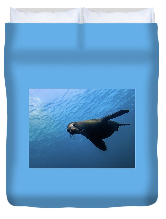 Seal Duvet Cover featuring the photograph California Sea Lion by Brian Weber