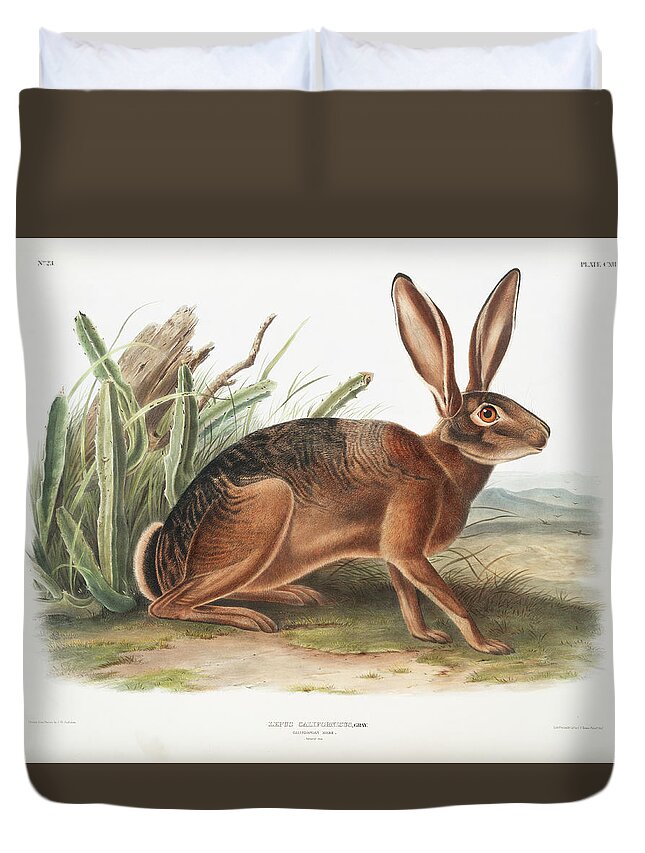 America Duvet Cover featuring the mixed media Californian Hare. John Woodhouse Audubon by World Art Collective