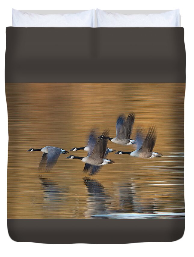 Geese Duvet Cover featuring the photograph Canada Geese Golden Flight by William Jobes