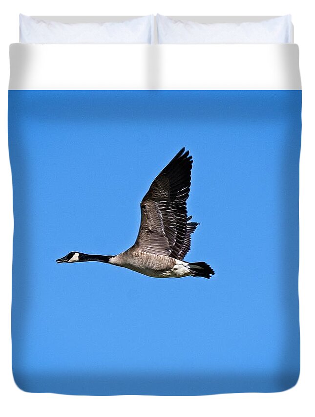 Bird Duvet Cover featuring the photograph Canada Goose, Madison, Wisconsin by Steven Ralser