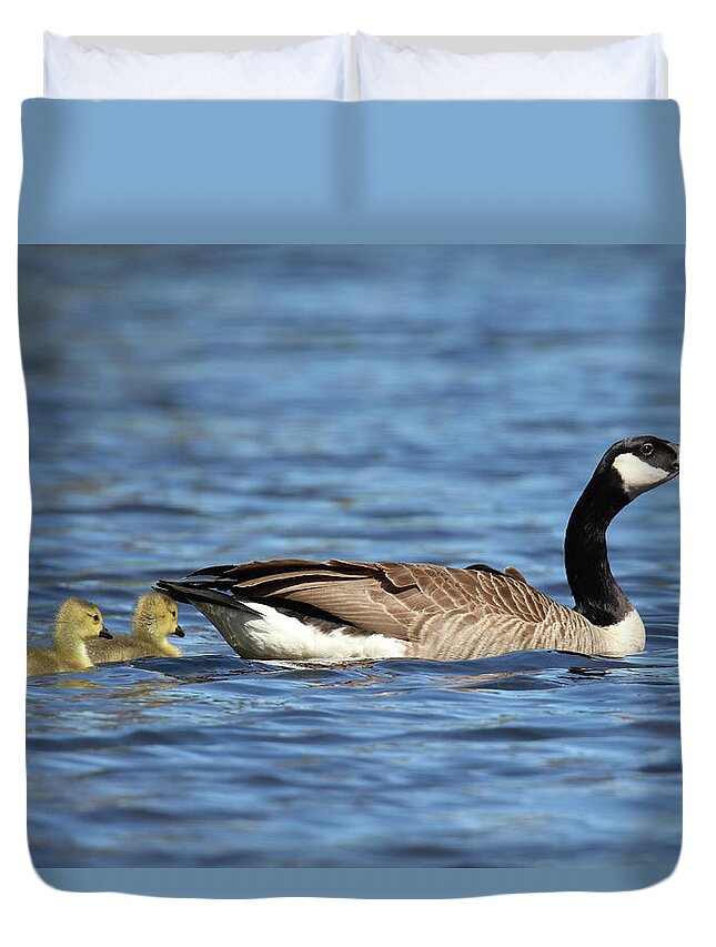 Canada Goose on the Lake with Two Goslings Duvet Cover by Sue Feldberg -  Pixels