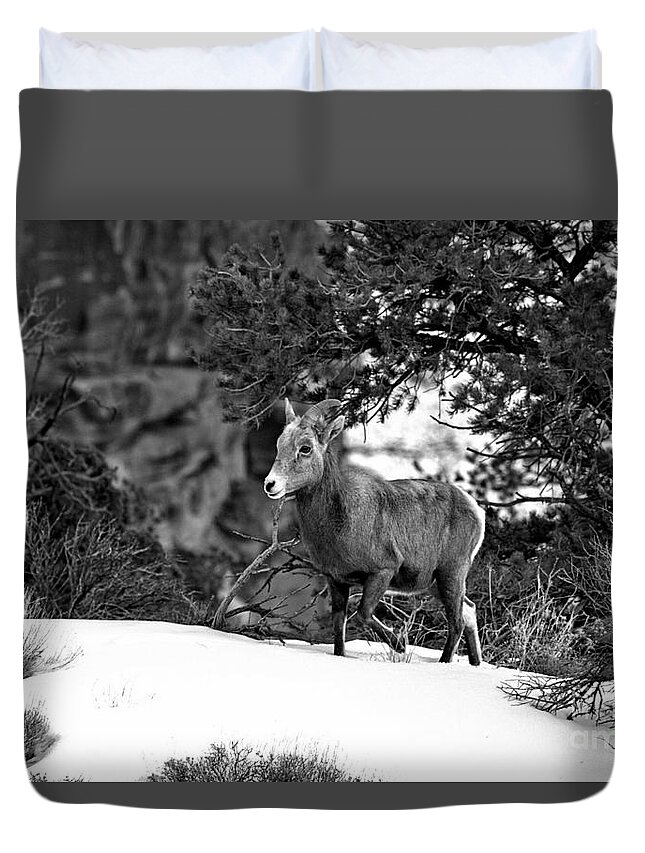 Canyon Duvet Cover featuring the photograph Canyonlands Bighorn In The Snow Black And White by Adam Jewell