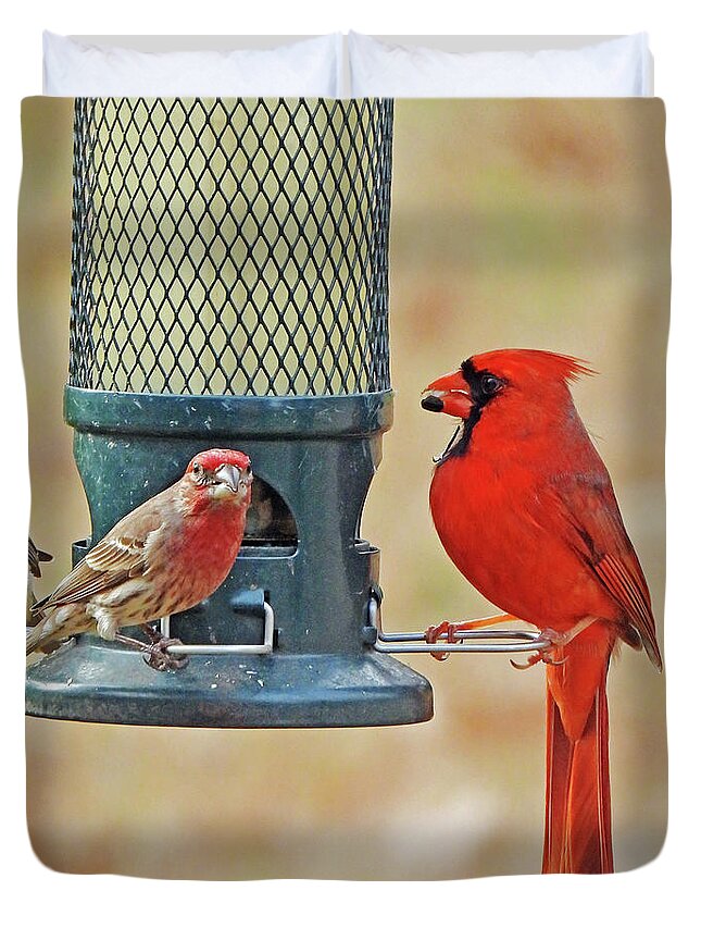 Nature Duvet Cover featuring the photograph Cardinal And House Finch 85 by Lizi Beard-Ward