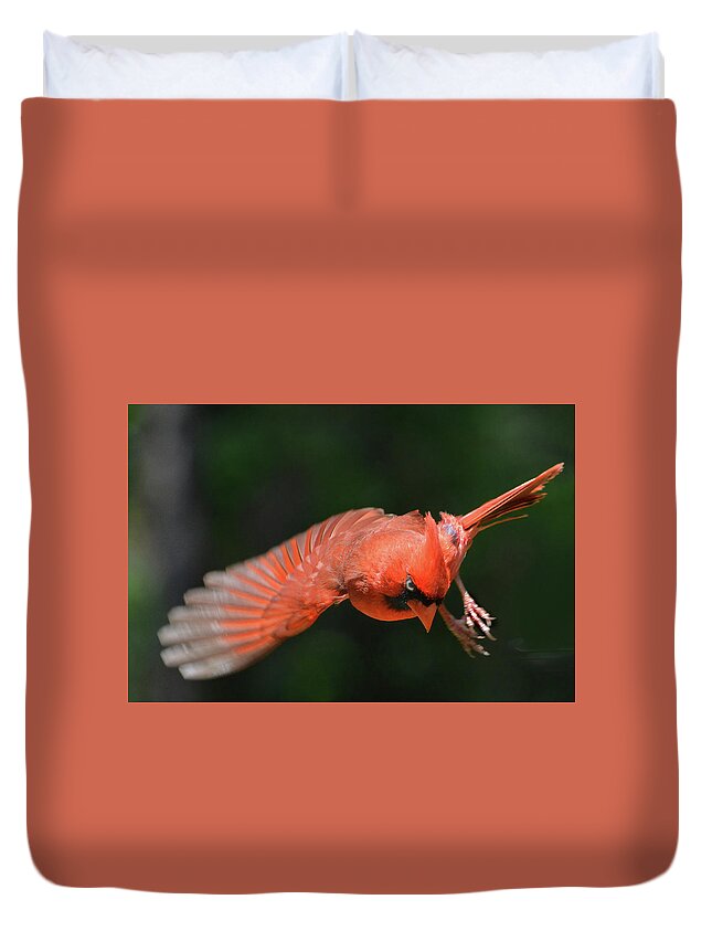 Male Duvet Cover featuring the photograph Cardinal Flight by Jerry Griffin