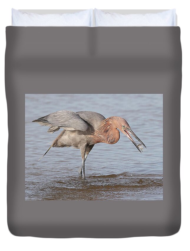 Reddish Egret Duvet Cover featuring the photograph Catch is not Secured Yet by Mingming Jiang