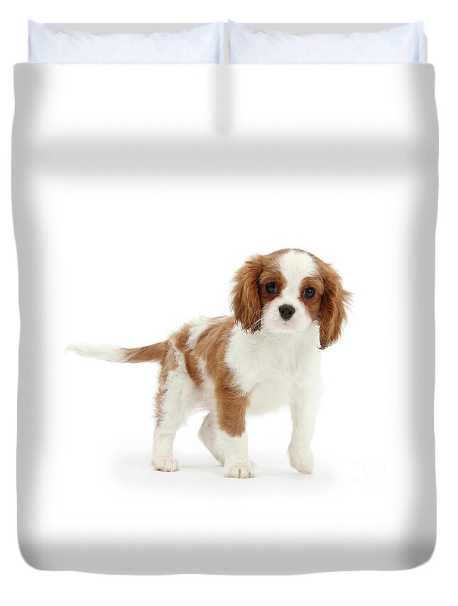 King Charles Spaniel Duvet Cover featuring the photograph Cavalier King Charles Spaniel pup by Warren Photographic
