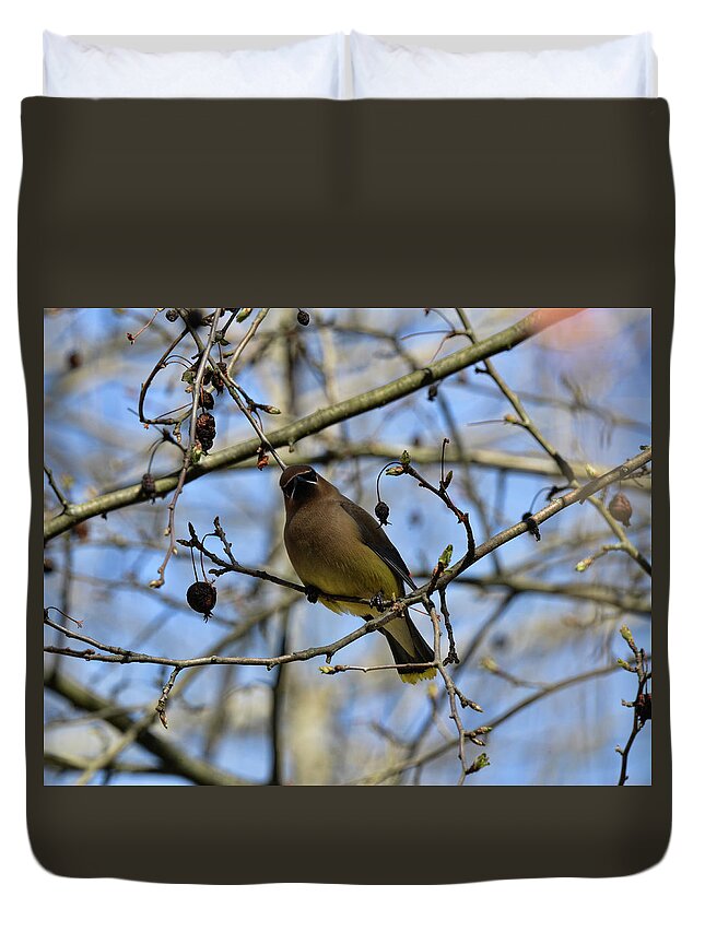  Duvet Cover featuring the photograph Cedar Waxwing 3 by David Armstrong