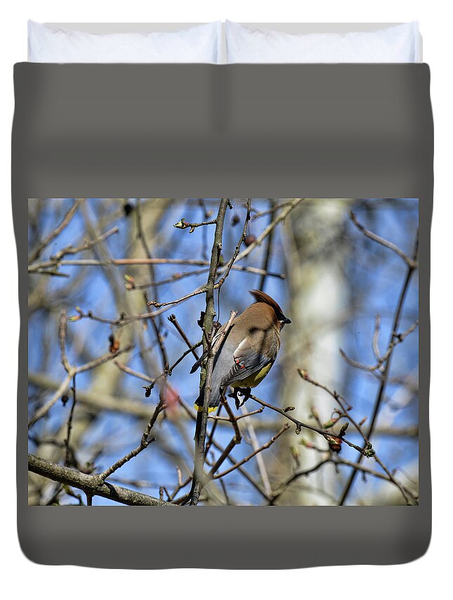  Duvet Cover featuring the photograph Cedar Waxwing 4 by David Armstrong