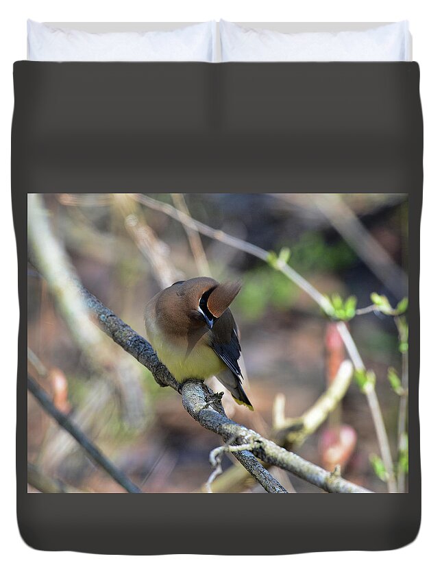  Duvet Cover featuring the photograph Cedar Waxwing 6 by David Armstrong