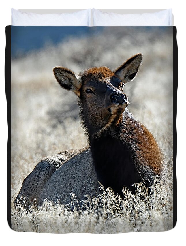 Usa Duvet Cover featuring the photograph Chacoan Elk by Jennifer Robin