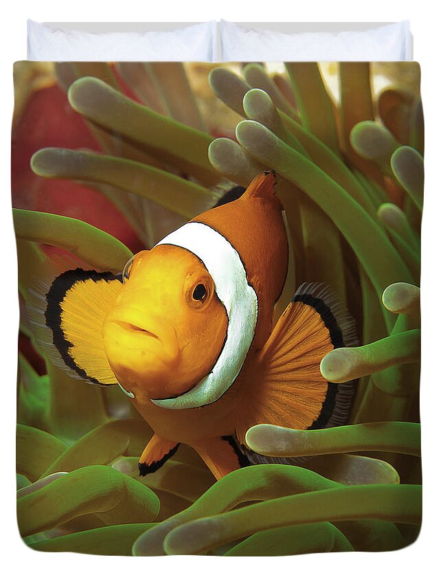 Clown Anemonefish Duvet Cover featuring the photograph Cheeky Nemo - Anemonefish - by Ute Niemann