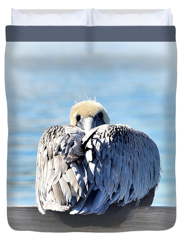 Pelican Duvet Cover featuring the photograph Chilly by Alison Belsan Horton