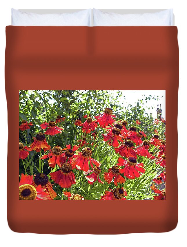 Chorley Duvet Cover featuring the photograph CHORLEY. Red Helenium Flowers. by Lachlan Main