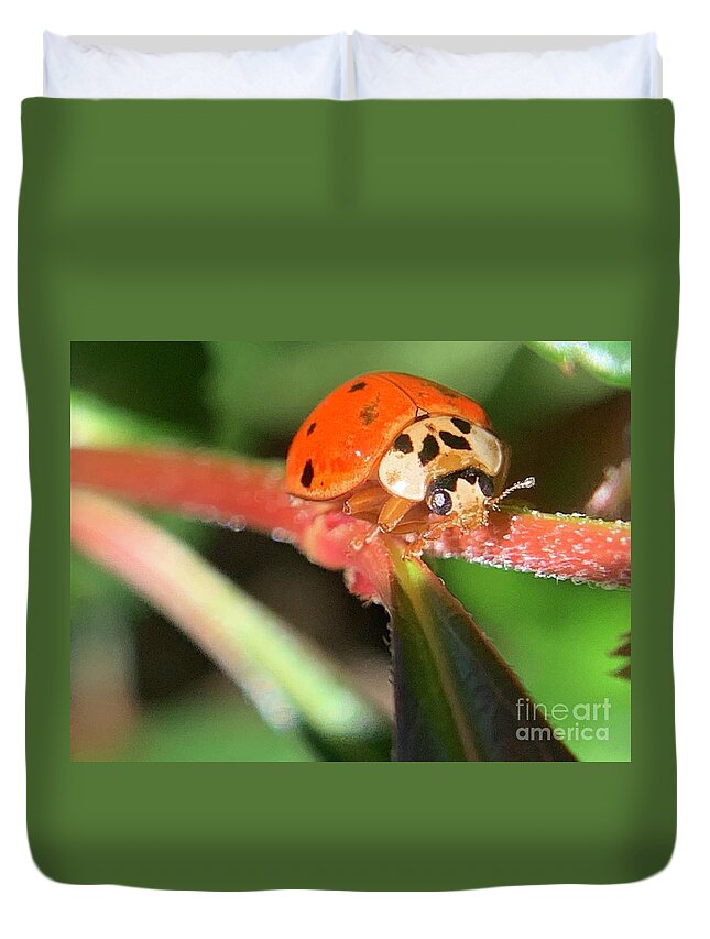 Beetle Duvet Cover featuring the photograph Climbing Beetle by Catherine Wilson