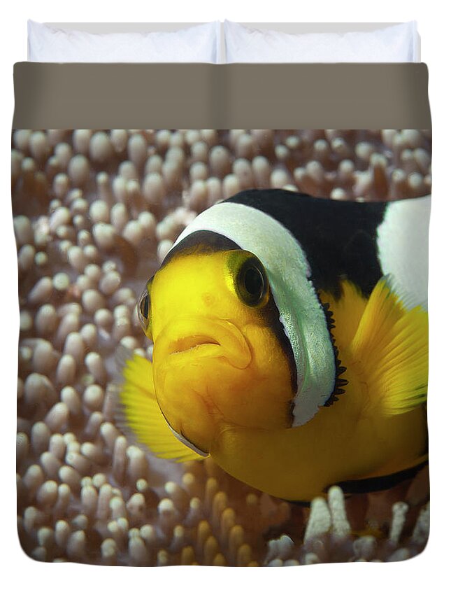 Clown Anemonefish Duvet Cover featuring the photograph Close-Up of Nemo fish - by Ute Niemann