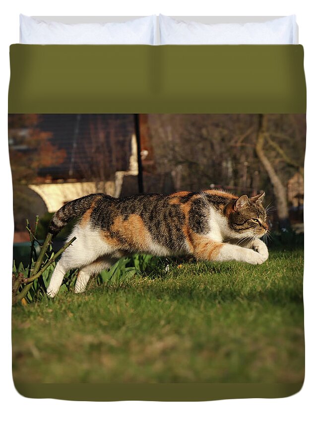 Liza Duvet Cover featuring the photograph Colored domestic cat jumps over bed of roses by Vaclav Sonnek
