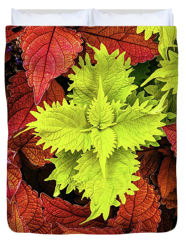 Deep Cut Gardens Duvet Cover featuring the photograph Colorful Coleus by Gary Slawsky