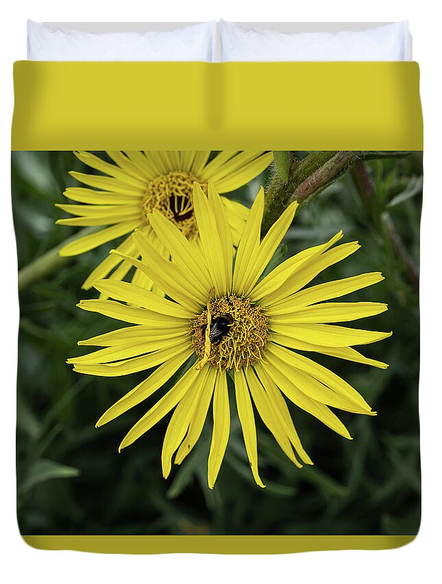 Compassplant Duvet Cover featuring the photograph Compassplant Silphium Laciniatum Yellow Flower by Artur Bogacki