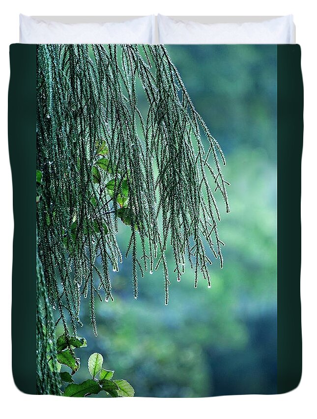 New Zealand Duvet Cover featuring the photograph Conifer Tree at Dawn, New Zealand by Steven Ralser
