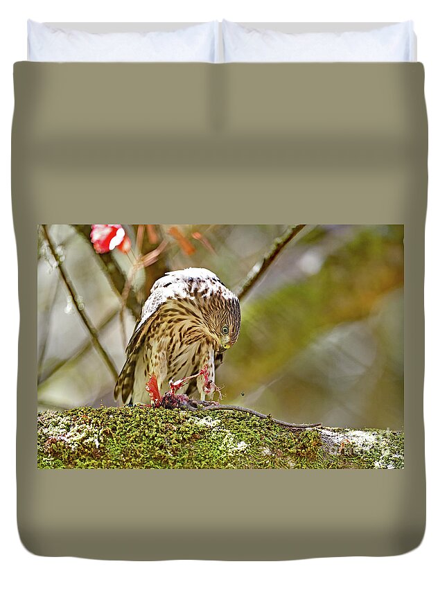Cooper's Hawk Duvet Cover featuring the photograph Cooper's Hawk Devouring Large Rodent by Amazing Action Photo Video