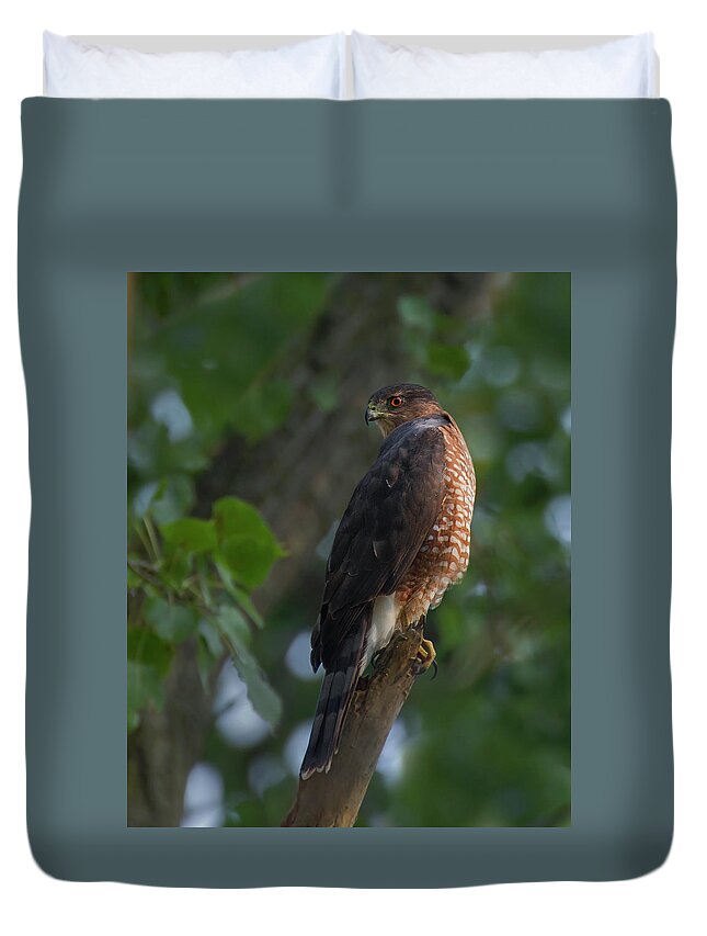 Hawk Duvet Cover featuring the photograph Coopers Hawk by Timothy McIntyre