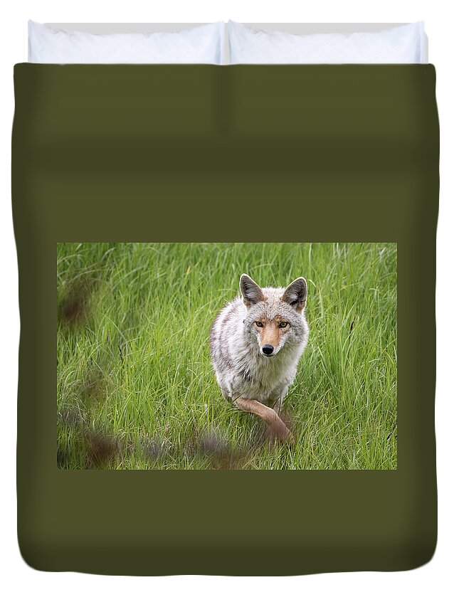 Coyote Duvet Cover featuring the photograph Coyote by Julie Argyle