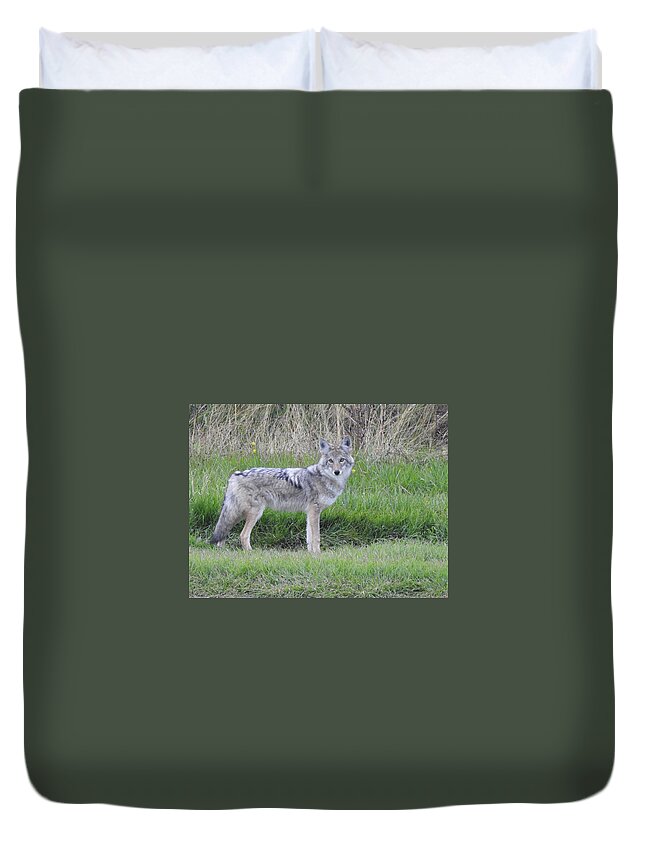 Chilcotin Coyote Duvet Cover featuring the photograph Coyote by Nicola Finch