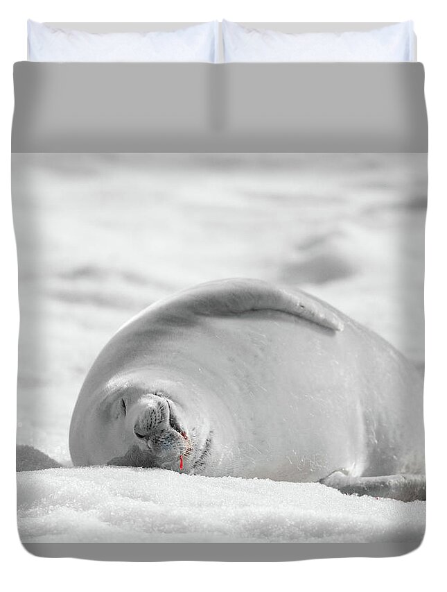 04feb20 Duvet Cover featuring the photograph Crabeater Seal Frozen Drool Pile BW-SC by Jeff at JSJ Photography