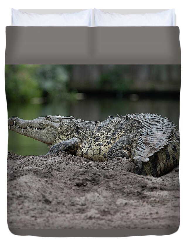 Crocodile Duvet Cover featuring the photograph Crocodile by Carolyn Hutchins