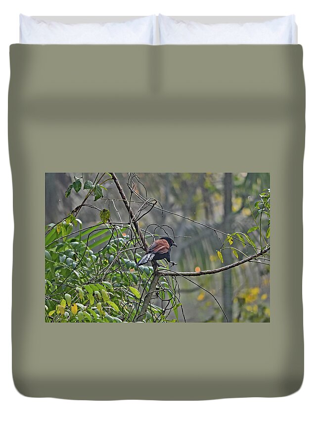 Crow Pheasant Duvet Cover featuring the photograph Crow pheasant - Centropus sinensis dancing by Amazing Action Photo Video